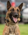 K9 Haas | Duluth Police Department, Minnesota