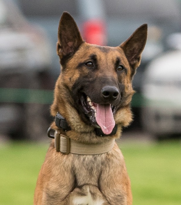 K9 Haas | Duluth Police Department, Minnesota K9 Haas | Duluth Police Department, Minnesota