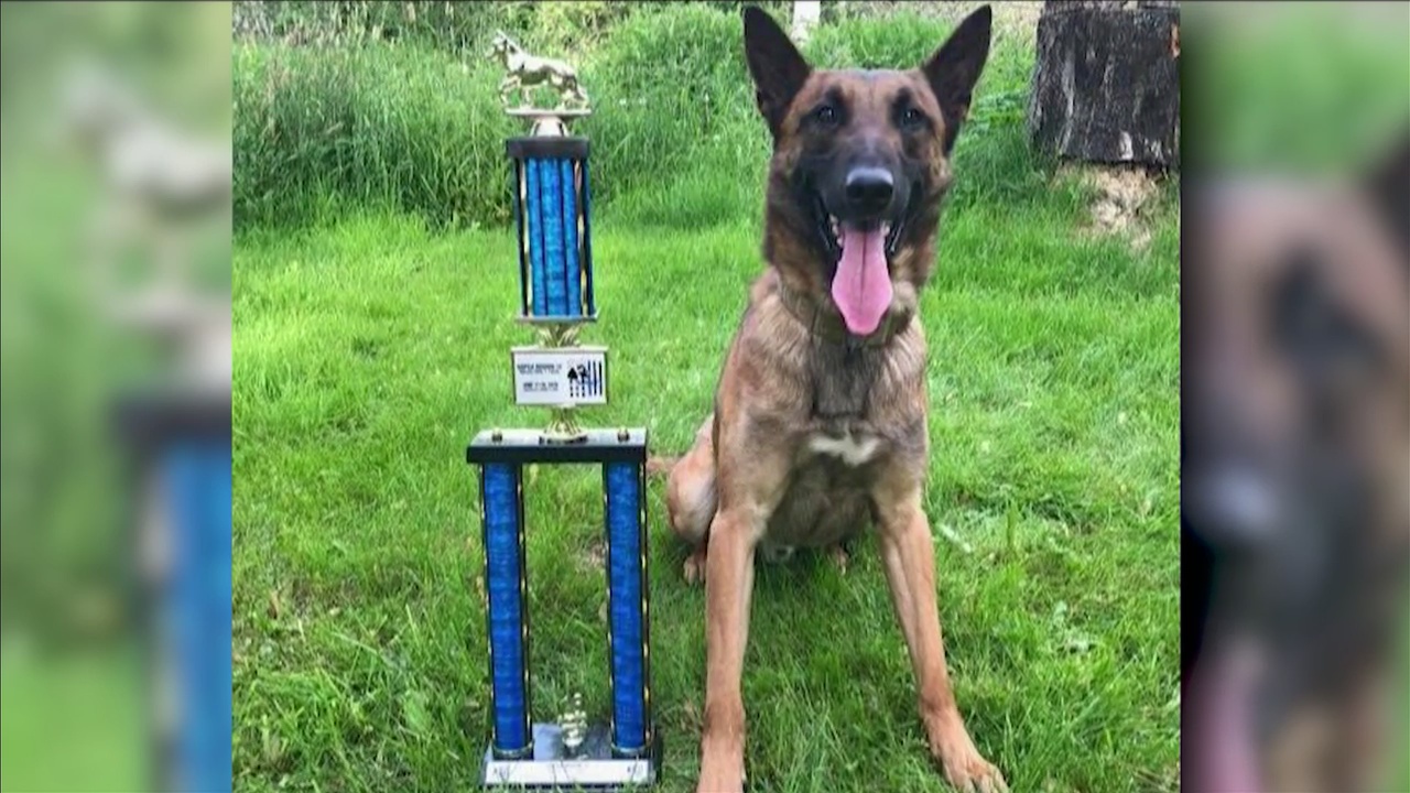 K9 Haas | Duluth Police Department, Minnesota K9 Haas | Duluth Police Department, Minnesota