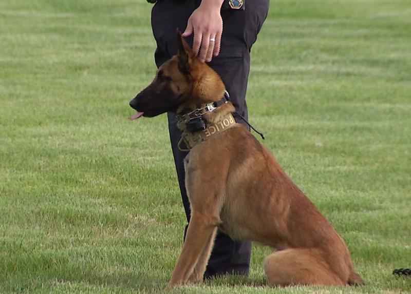 K9 Haas | Duluth Police Department, Minnesota K9 Haas | Duluth Police Department, Minnesota