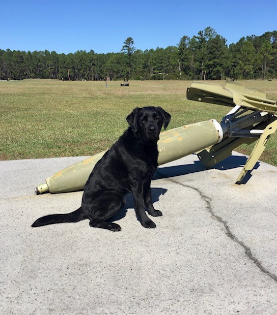 K9 Able | United States Department of Justice - Bureau of Alcohol, Tobacco, Firearms and Explosives, U.S. Government K9 Able | United States Department of Justice - Bureau of Alcohol, Tobacco, Firearms and Explosives, U.S. Government