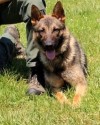 K9 Doby | Fairfax County Police Department, Virginia