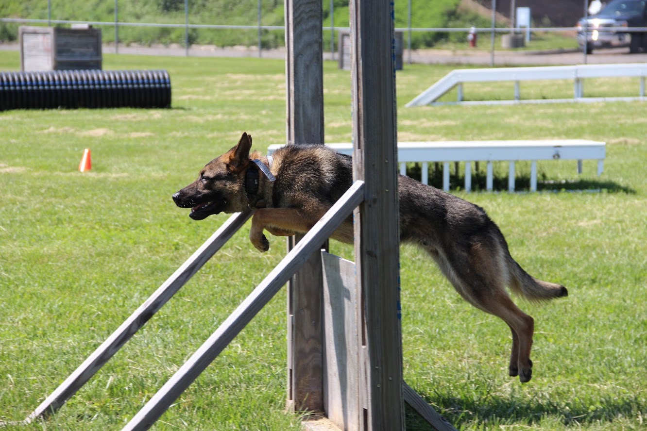 K9 Doby | Fairfax County Police Department, Virginia K9 Doby | Fairfax County Police Department, Virginia