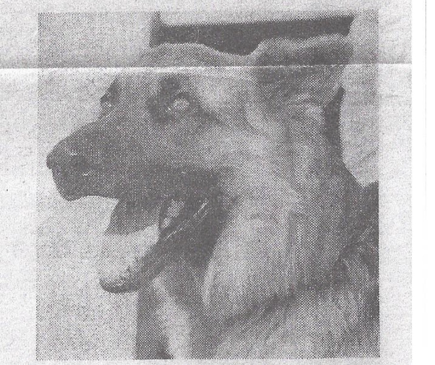 K9 Thor | Miami Beach Police Department, Florida K9 Thor | Miami Beach Police Department, Florida