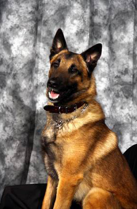 K9 Max | Durham County Sheriff's Office, North Carolina K9 Max | Durham County Sheriff's Office, North Carolina
