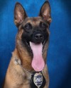 K9 Eli | Gwinnett County Police Department, Georgia