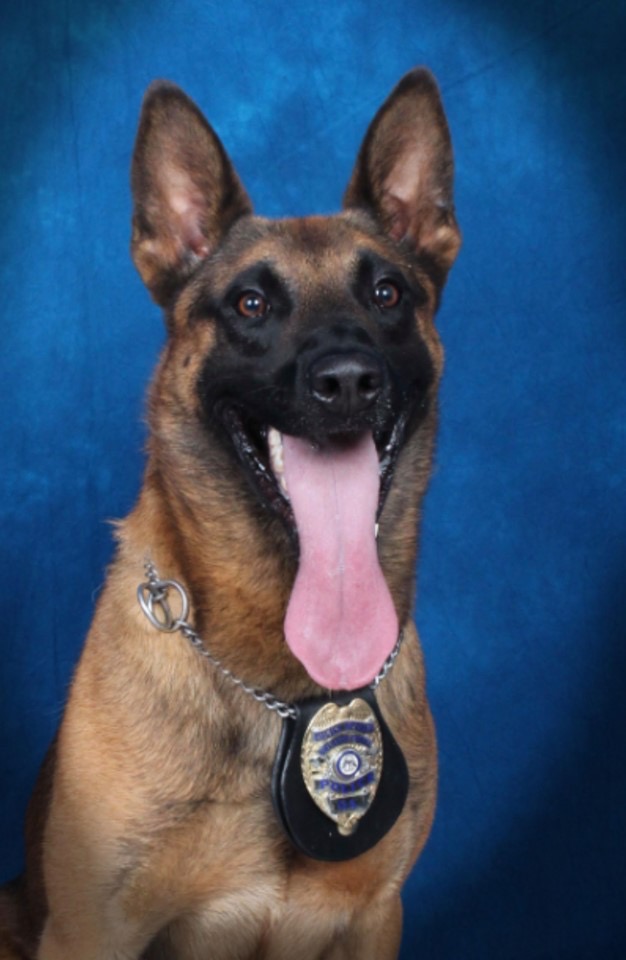 K9 Eli | Gwinnett County Police Department, Georgia K9 Eli | Gwinnett County Police Department, Georgia