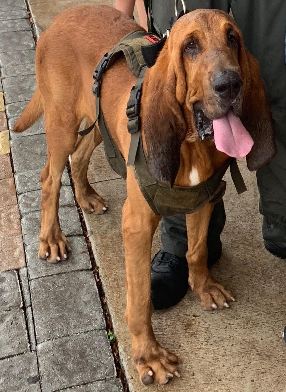 K9 Biggie | Florida Department of Corrections, Florida K9 Biggie | Florida Department of Corrections, Florida