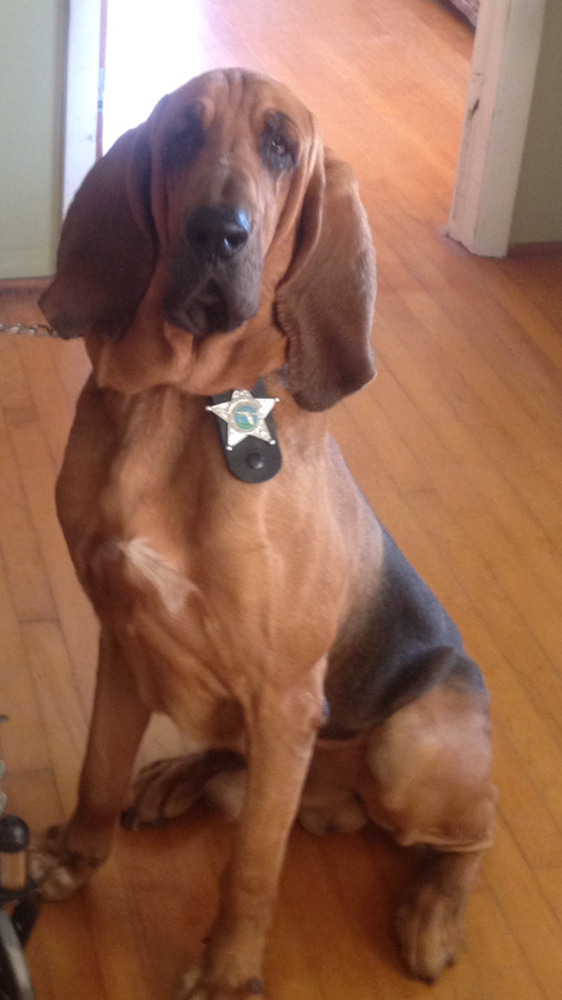 K9 Billy | Highlands County Sheriff's Office, Florida K9 Billy | Highlands County Sheriff's Office, Florida