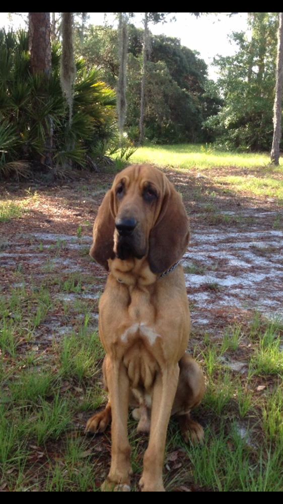 K9 Billy | Highlands County Sheriff's Office, Florida K9 Billy | Highlands County Sheriff's Office, Florida