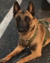 K9 Assuan | Marion Police Department, Indiana