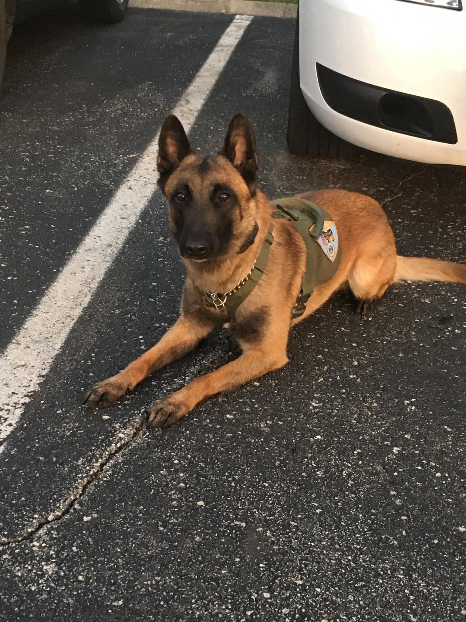 K9 Assuan | Marion Police Department, Indiana K9 Assuan | Marion Police Department, Indiana