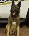 K9 Havoc | Utah County Sheriff's Office, Utah