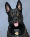 K9 Verro | Paulding County Sheriff's Office, Georgia