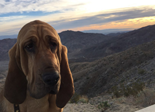 K9 Windy | Riverside County Sheriff's Department, California K9 Windy | Riverside County Sheriff's Department, California