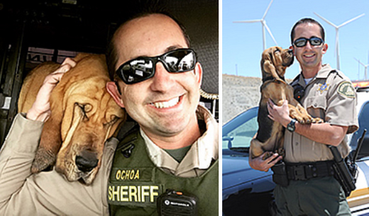 K9 Windy | Riverside County Sheriff's Department, California K9 Windy | Riverside County Sheriff's Department, California