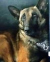 K9 Rambo | Greensboro Police Department, North Carolina