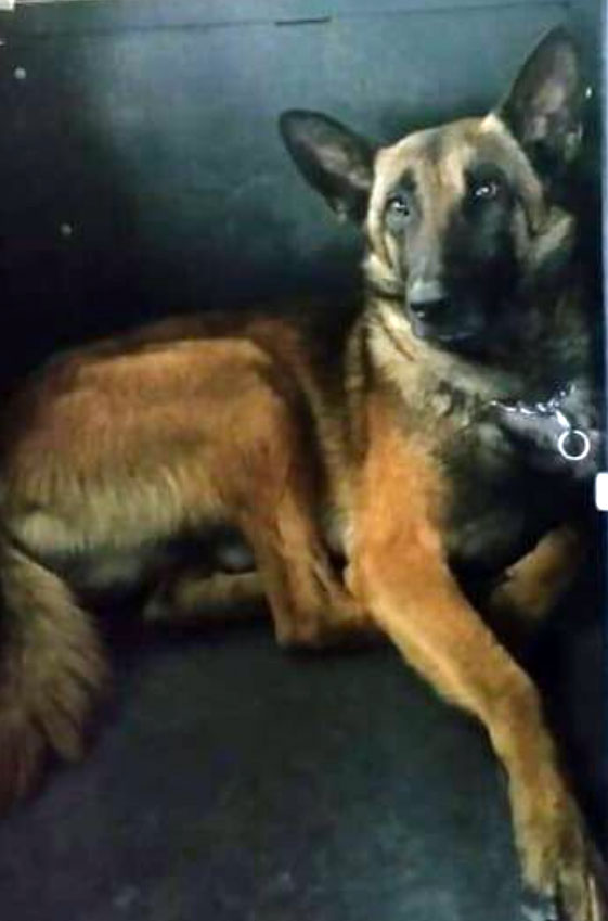 K9 Rambo | Greensboro Police Department, North Carolina K9 Rambo | Greensboro Police Department, North Carolina