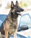 K9 Ozzy | Long Beach Police Department, California