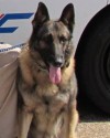K9 Thor | Vicksburg Police Department, Mississippi