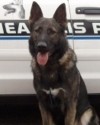 K9 Chase | Minneapolis Police Department, Minnesota