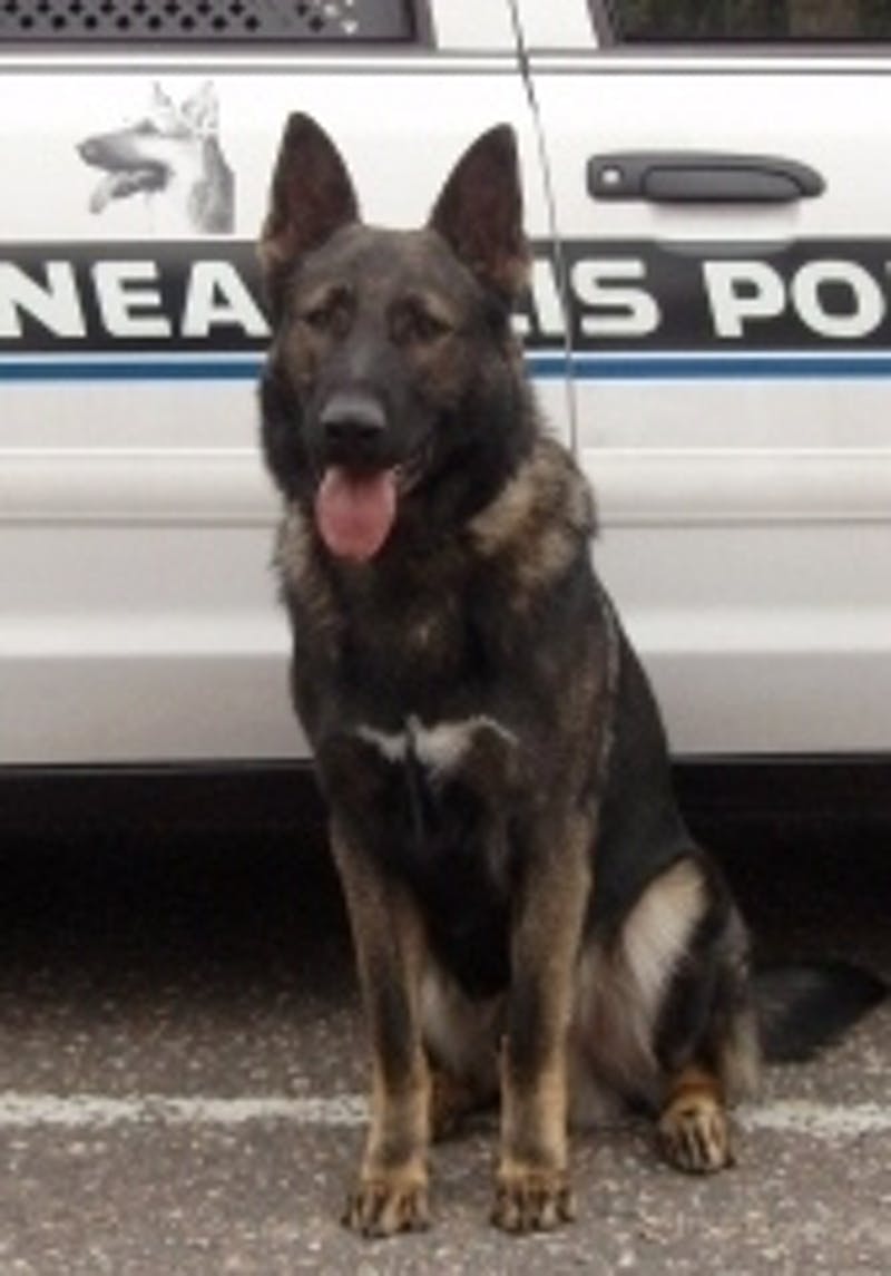 K9 Chase | Minneapolis Police Department, Minnesota K9 Chase | Minneapolis Police Department, Minnesota