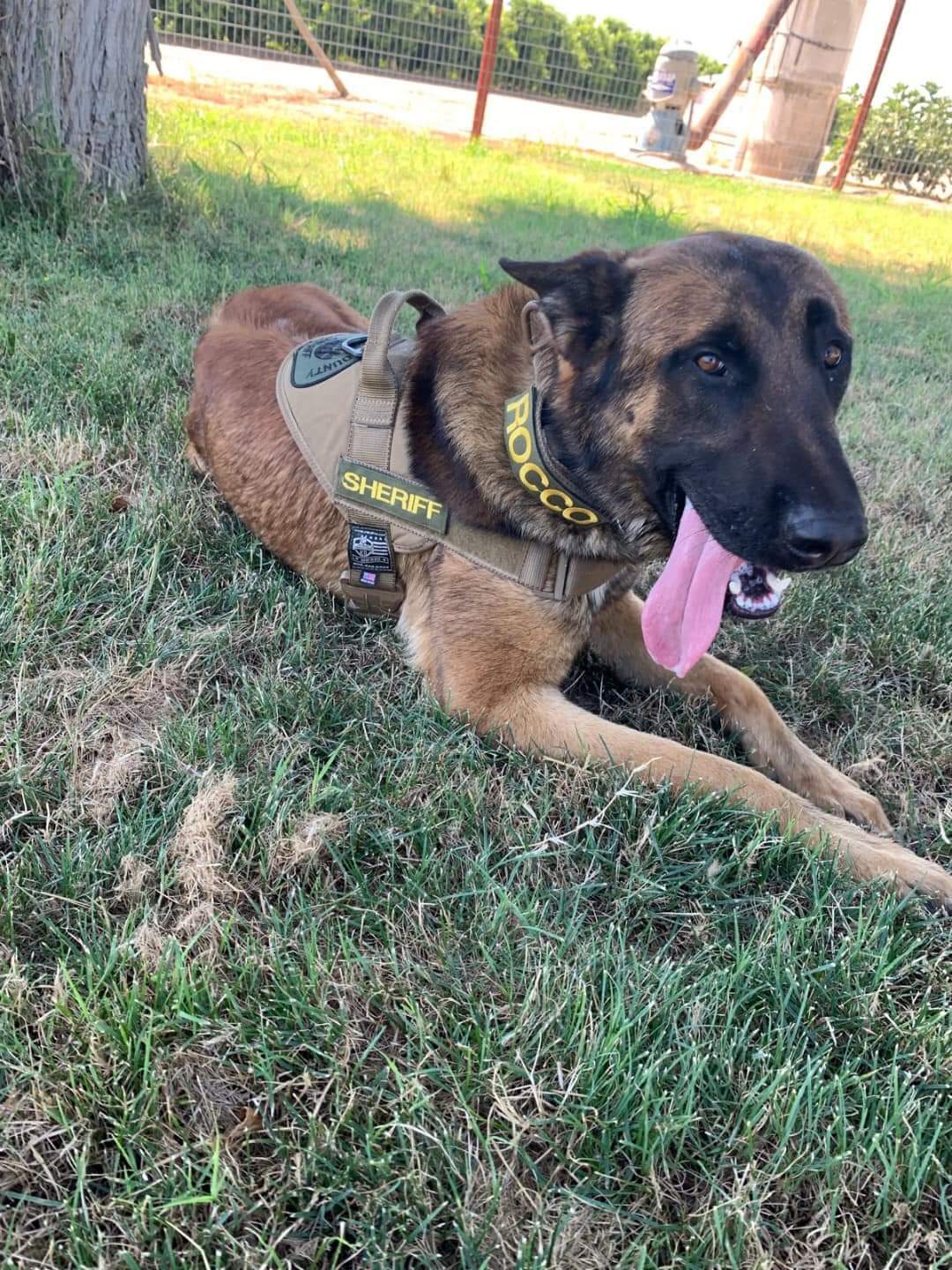 K9 Rocco | Tulare County Sheriff's Office, California K9 Rocco | Tulare County Sheriff's Office, California