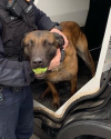 K9 Harlej | Fishers Police Department, Indiana