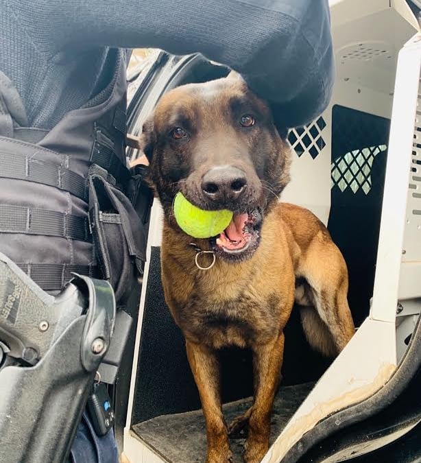 K9 Harlej | Fishers Police Department, Indiana K9 Harlej | Fishers Police Department, Indiana