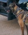 K9 Koki | El Mirage Police Department, Arizona