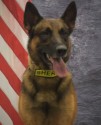 K9 Chopper | Davis County Sheriff's Office, Utah