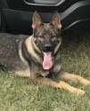 K9 Cane | Logan County Sheriff's Office, Ohio