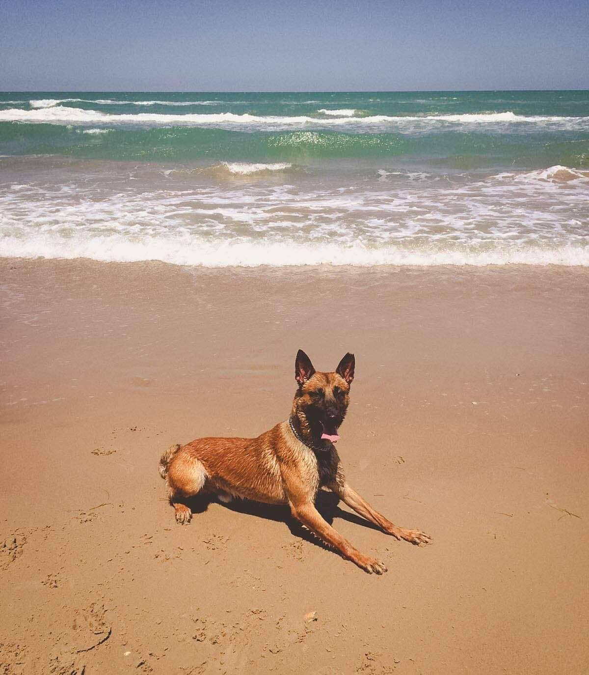 K9 Bulder | United States Department of Homeland Security - Customs and Border Protection - United States Border Patrol, U.S. Government K9 Bulder | United States Department of Homeland Security - Customs and Border Protection - United States Border Patrol, U.S. Government