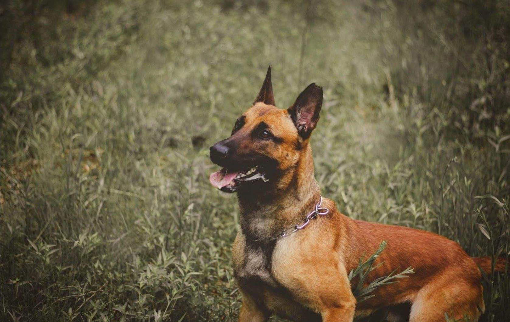 K9 Bulder | United States Department of Homeland Security - Customs and Border Protection - United States Border Patrol, U.S. Government K9 Bulder | United States Department of Homeland Security - Customs and Border Protection - United States Border Patrol, U.S. Government