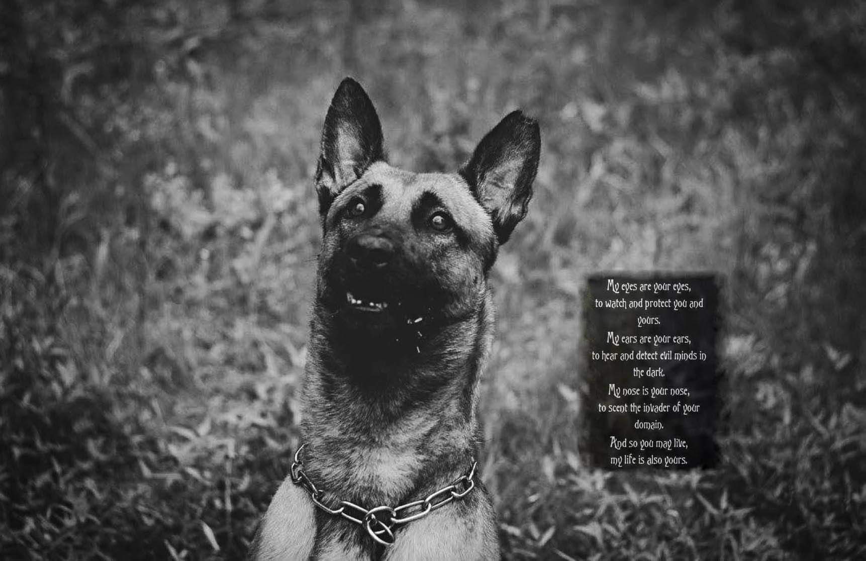 K9 Bulder | United States Department of Homeland Security - Customs and Border Protection - United States Border Patrol, U.S. Government K9 Bulder | United States Department of Homeland Security - Customs and Border Protection - United States Border Patrol, U.S. Government