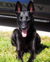 K9 Niki | Boyle County Sheriff's Office, Kentucky