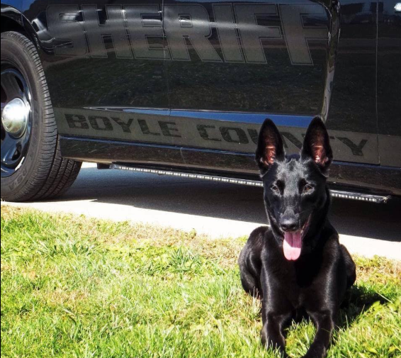 K9 Niki | Boyle County Sheriff's Office, Kentucky K9 Niki | Boyle County Sheriff's Office, Kentucky