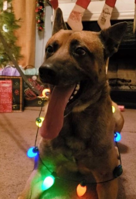 K9 Thorr | Henry County Police Department, Georgia K9 Thorr | Henry County Police Department, Georgia