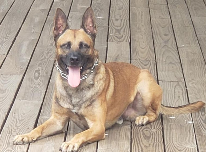 K9 Thorr | Henry County Police Department, Georgia K9 Thorr | Henry County Police Department, Georgia