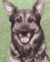 K9 Ferro | Pierce County Sheriff's Department, Washington
