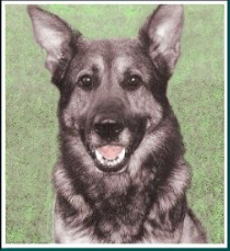 K9 Ferro | Pierce County Sheriff's Department, Washington K9 Ferro | Pierce County Sheriff's Department, Washington