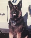 K9 Ryker | Tacoma Police Department, Washington