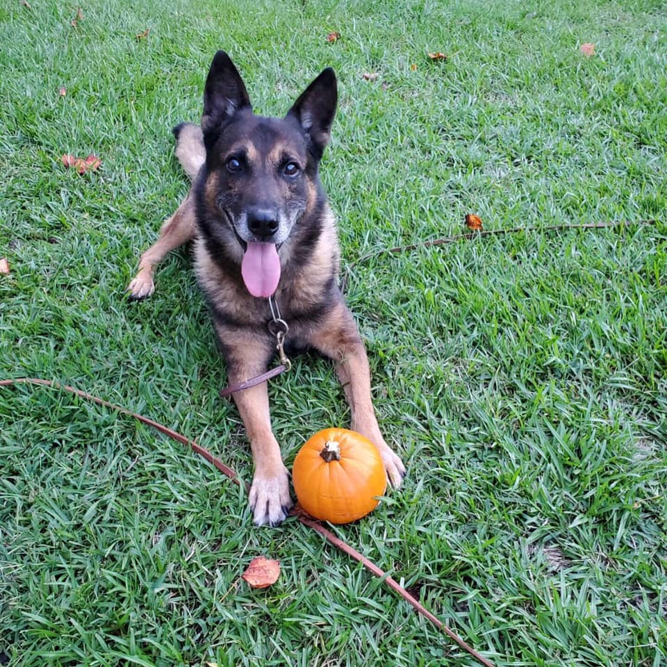 K9 Rao | South Carolina Highway Patrol, South Carolina K9 Rao | South Carolina Highway Patrol, South Carolina