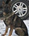 K9 Bobby | Geneseo Police Department, Illinois