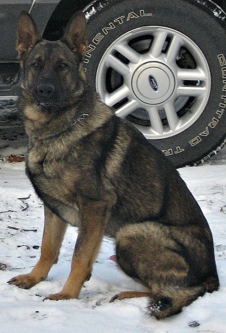 K9 Bobby | Geneseo Police Department, Illinois K9 Bobby | Geneseo Police Department, Illinois
