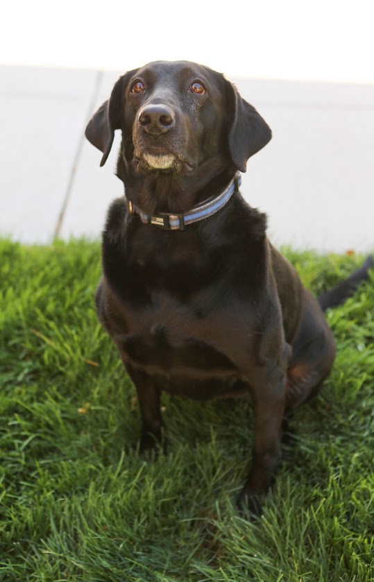 K9 Bonnie | University of Nevada Reno Police Department, Nevada K9 Bonnie | University of Nevada Reno Police Department, Nevada