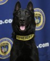 K9 King | Calcasieu Parish Sheriff's Office, Louisiana