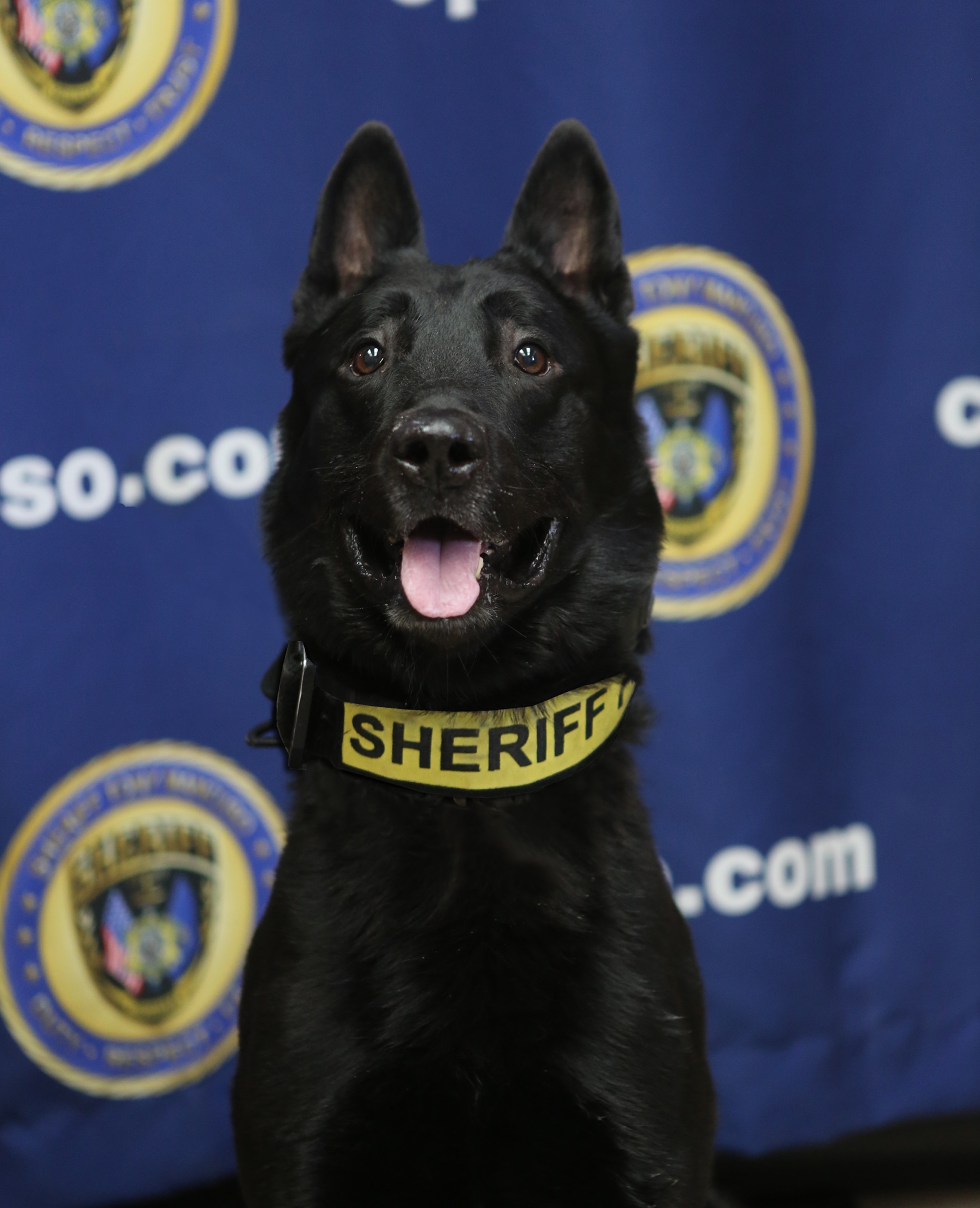 K9 King | Calcasieu Parish Sheriff's Office, Louisiana K9 King | Calcasieu Parish Sheriff's Office, Louisiana