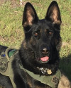 K9 Chance | Homestead Police Department, Florida