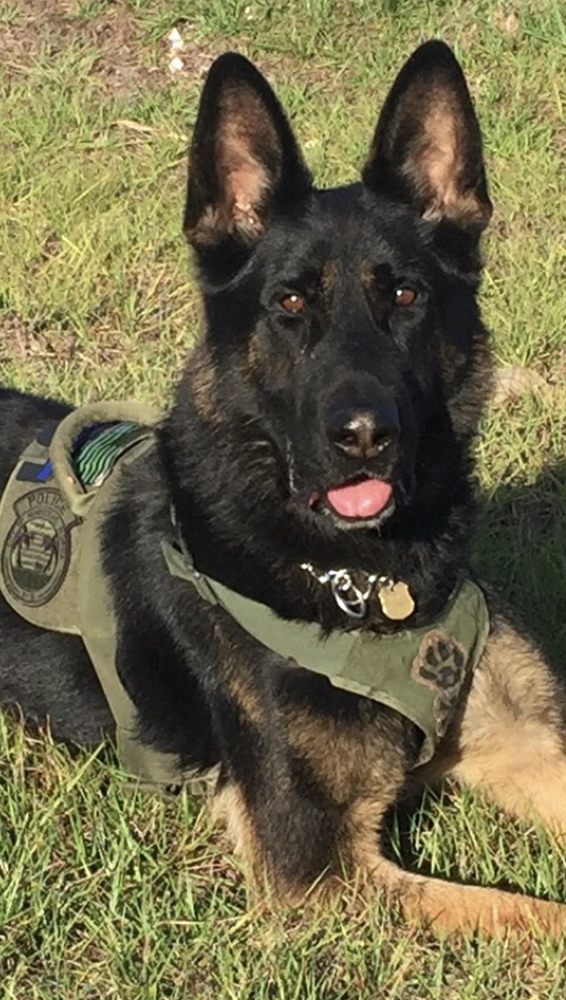 K9 Chance | Homestead Police Department, Florida K9 Chance | Homestead Police Department, Florida
